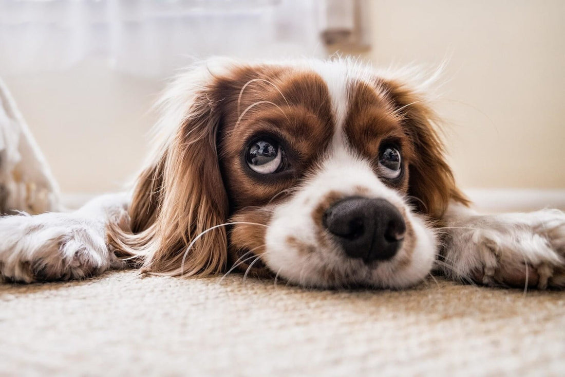 Warum Sie Ihrem Hund auch Hanföl verabreichen sollten