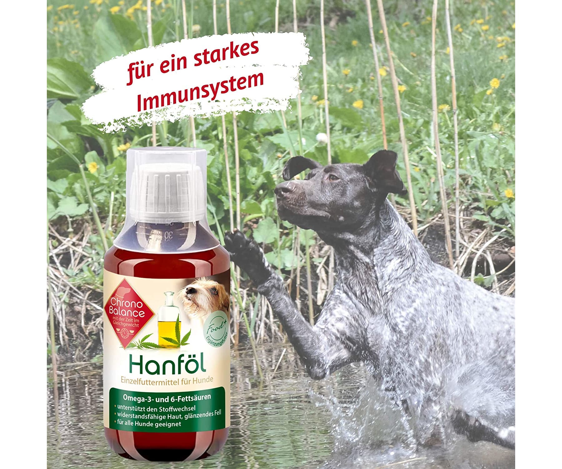 ChronoBalance - ChronoBalance Hanföl für Hunde - 100% Rein und Natürlich 100ml