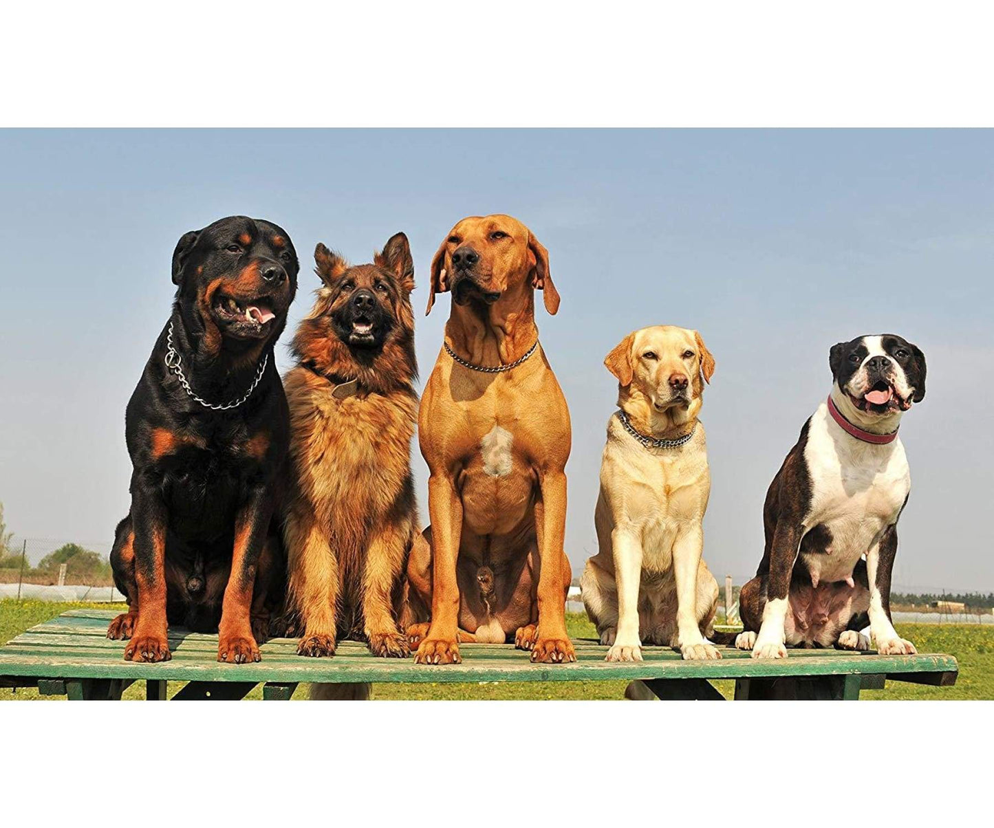 Naturendo - Naturendo Hanföl für Hunde Haustiere - Pets - Schmerzen Angst Stress - 1000ml